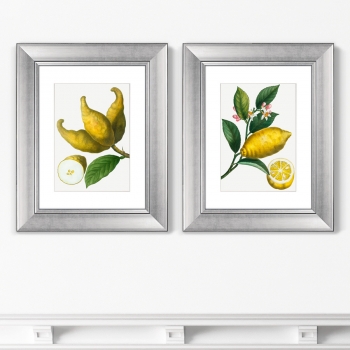 Диптих Citrus limonium 41X51 / 41X51 CM