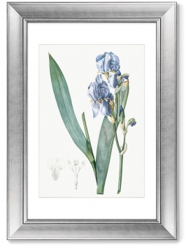 Диптих Dalmatian iris 51X71 / 51X71 CM