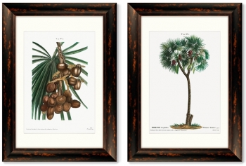 Диптих Date palm Phoenix dactylifera from Traité 51X71 /51X71 CM