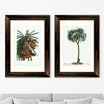 Диптих Date palm Phoenix dactylifera from Traité 51X71 /51X71 CM