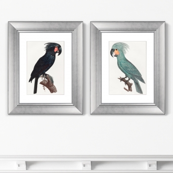 Диптих The Palm Cockatoo 41X51 / 41X51 CM