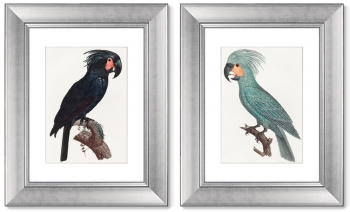Диптих The Palm Cockatoo 41X51 / 41X51 CM