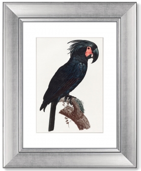Диптих The Palm Cockatoo 41X51 / 41X51 CM