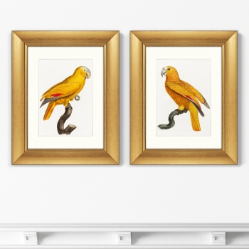 Диптих The Parrot of Paradise 41X51 / 41X51 CM