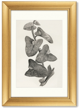 Диптих Melanocarpa from The Ivy 51X71 / 51X71 CM