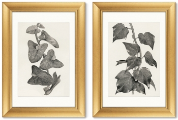 Диптих Melanocarpa from The Ivy 51X71 / 51X71 CM