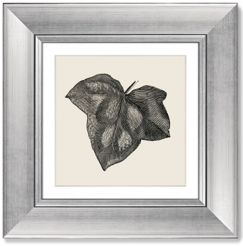 Диптих Rugosa from The Ivy 36X36 / 36X36 CM