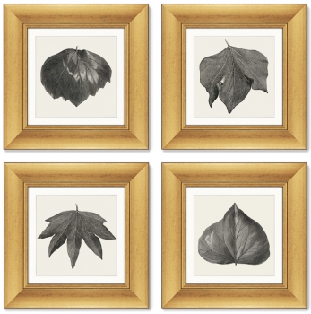 Набор из 4-х картин The Ivy leaves 36X36 / 36X36 / 36X36 / 36X36 CM