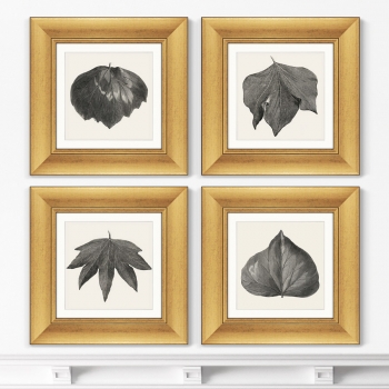 Набор из 4-х картин The Ivy leaves 36X36 / 36X36 / 36X36 / 36X36 CM