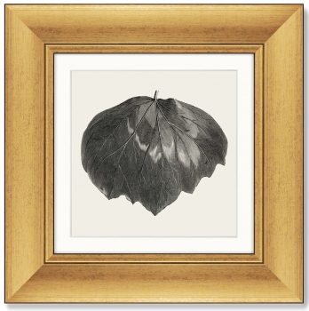 Набор из 4-х картин The Ivy leaves 36X36 / 36X36 / 36X36 / 36X36 CM