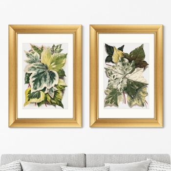 Диптих Various Ivy Leaves from The Ivy 51X71 / 51X71 CM