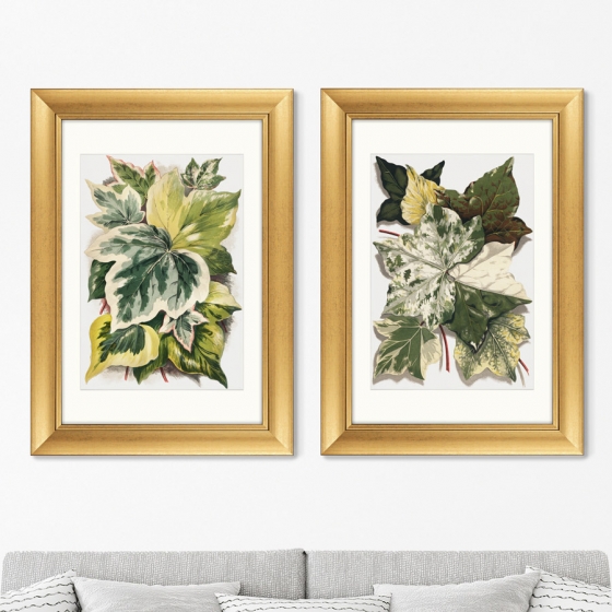 Диптих Various Ivy Leaves from The Ivy 51X71 / 51X71 CM 2