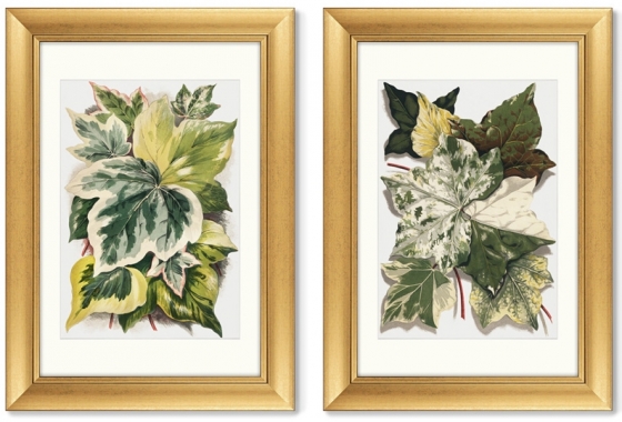 Диптих Various Ivy Leaves from The Ivy 51X71 / 51X71 CM 1