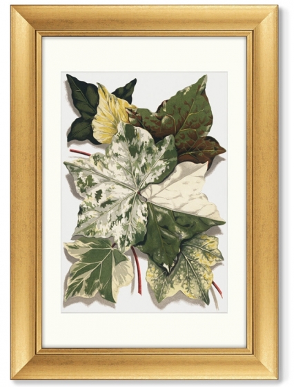 Диптих Various Ivy Leaves from The Ivy 51X71 / 51X71 CM 4