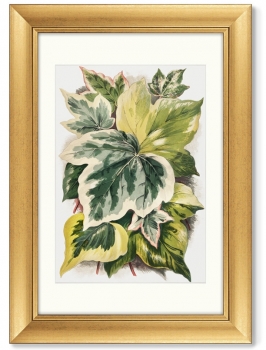Диптих Various Ivy Leaves from The Ivy 51X71 / 51X71 CM