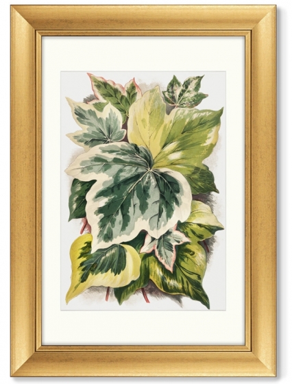 Диптих Various Ivy Leaves from The Ivy 51X71 / 51X71 CM 3