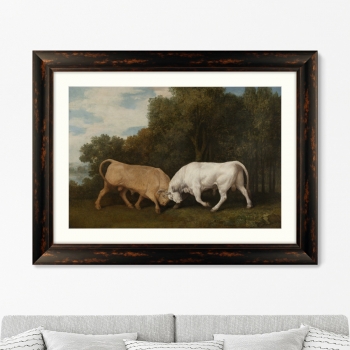 Постер Bulls Fighting 81X61 CM