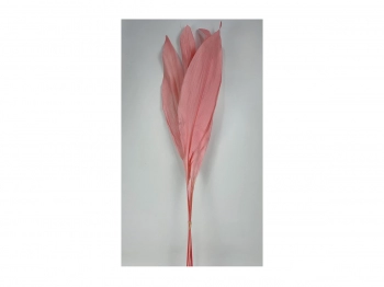 Сухоцвет Листья магнолии розовый 15X15X75 CM