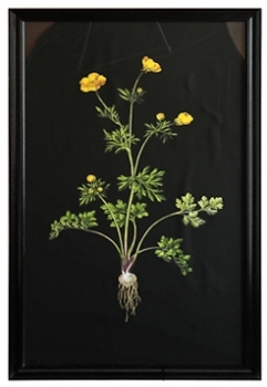 Постер Yellow flower 135X79 CM