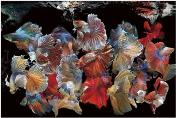 Постер Peces Siam 150X100 CM