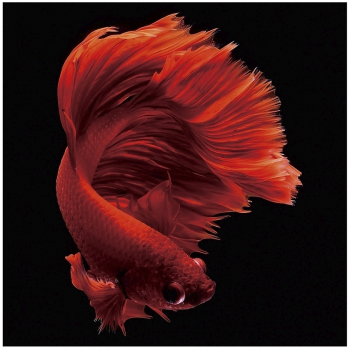 Постер на стекле Rojo Siam 100X100 CM