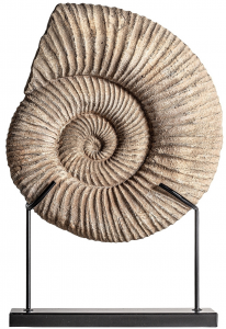 Декор Oceanography Ammonite 42X12X59 CM