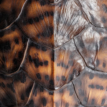 Декоративный элемент Tortuga 38X11X67 CM
