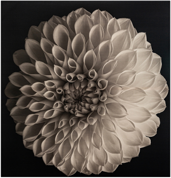 Холст Whill 250X258 CM